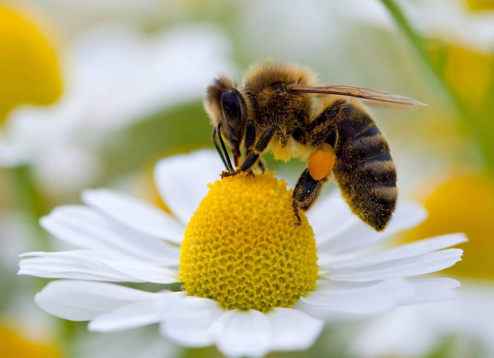 Las abejas son los diligentes polinizadores de las frutas y cultivos