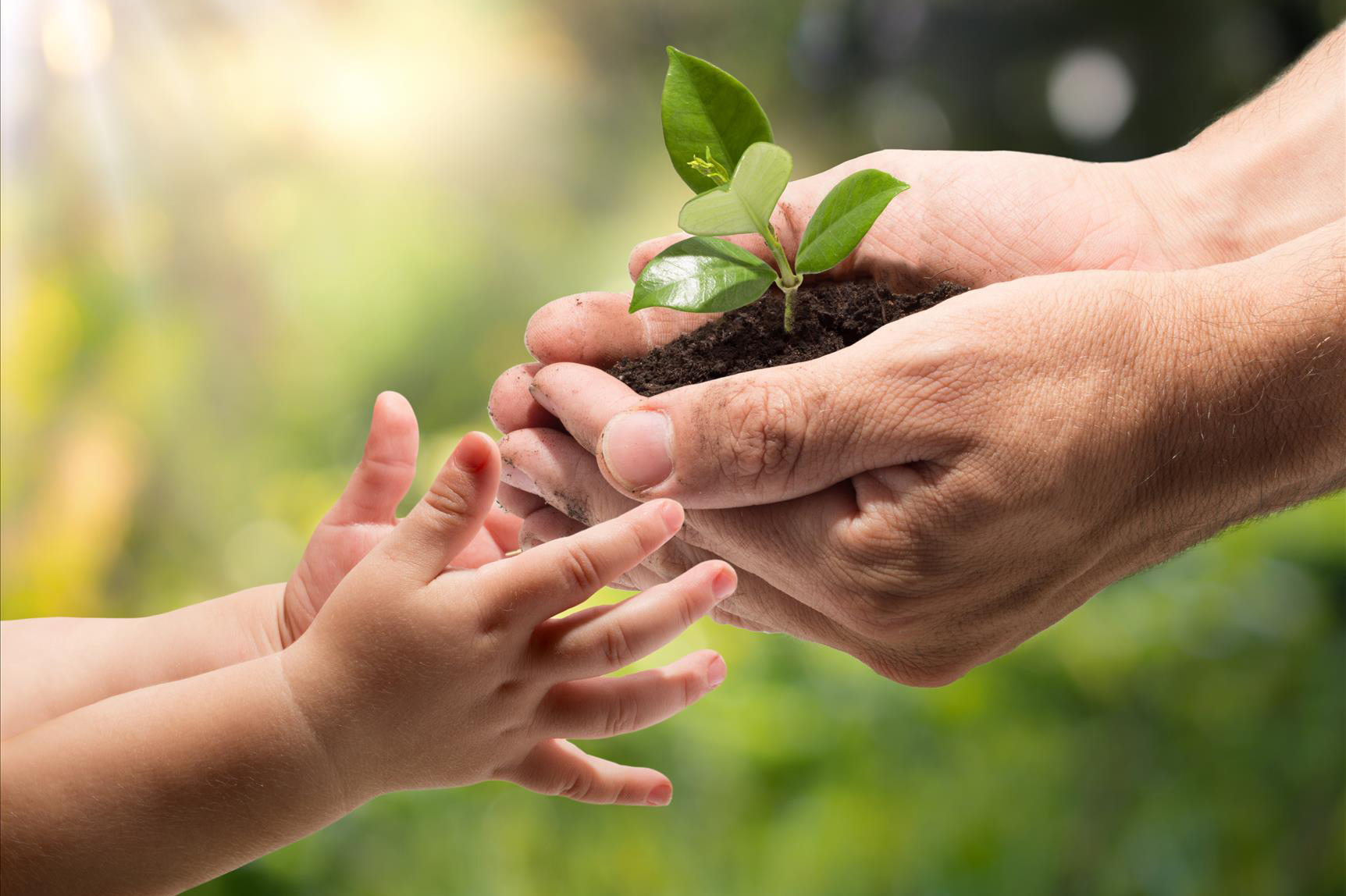 El poder curativo de las plantas: Una fuente para la eterna juventud