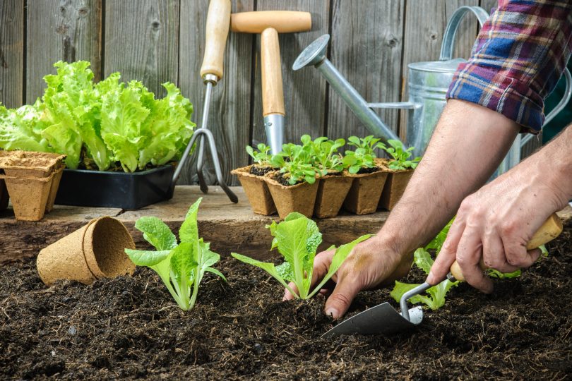 La horticultura es esencial y muy importante para el desarrollo de la vida humana